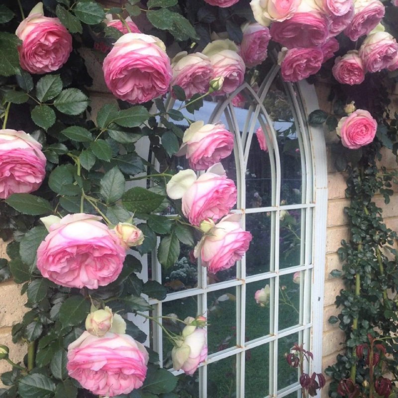 Роза сорта Pierre de Ronsard Куст мощный, но аккуратный, отлично подходит для ар...