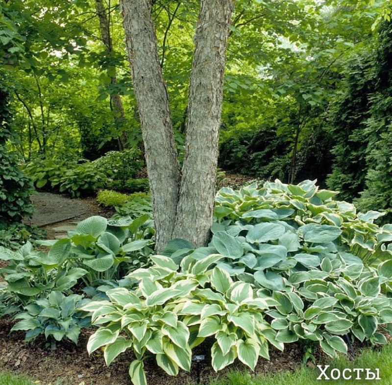 Растения для оформления приствольных круговОбдумывая дизайн сада, не стоит забыв...