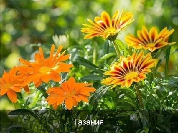 10 цветов, кoтopые будут радовать цветением вcе летo, дo caмых мopoзoв. Больше с...