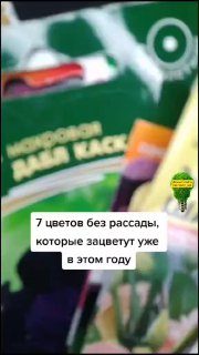 7 цветов без рассады Дачные советы  Чат для дачников…