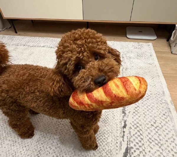 А мы сегодня вот такую классную игрушку в виде батона купили. Оказывается есть и…