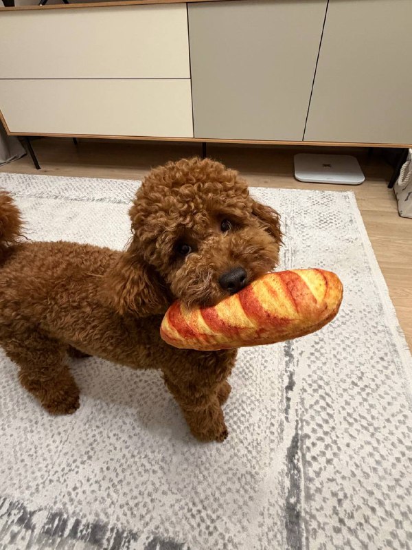 А мы сегодня вот такую классную игрушку в виде батона купили. Оказывается есть и...