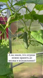 Что бы огурцы дольше хранились в холодильнике#бытовые_хитростиПолезные советы...