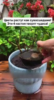 Цветы растут, а удобрения всё не помогают?Попробуйте то, что уже есть у вас на к...