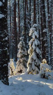 Доброе утро! Пусть новый день подарит вам спокойствие, уверенность в своих сила...