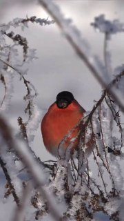 Доброе утро! Пусть ваш день начнётся с лёгкой улыбки и тёплого настроения. Жела…