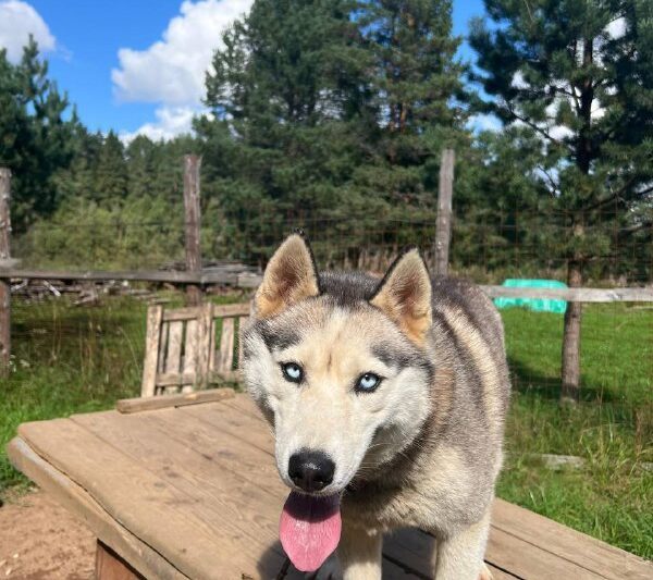 Друзья, спасибо всем, кто остался за долгое отсутствие постов в канале У меня, к…