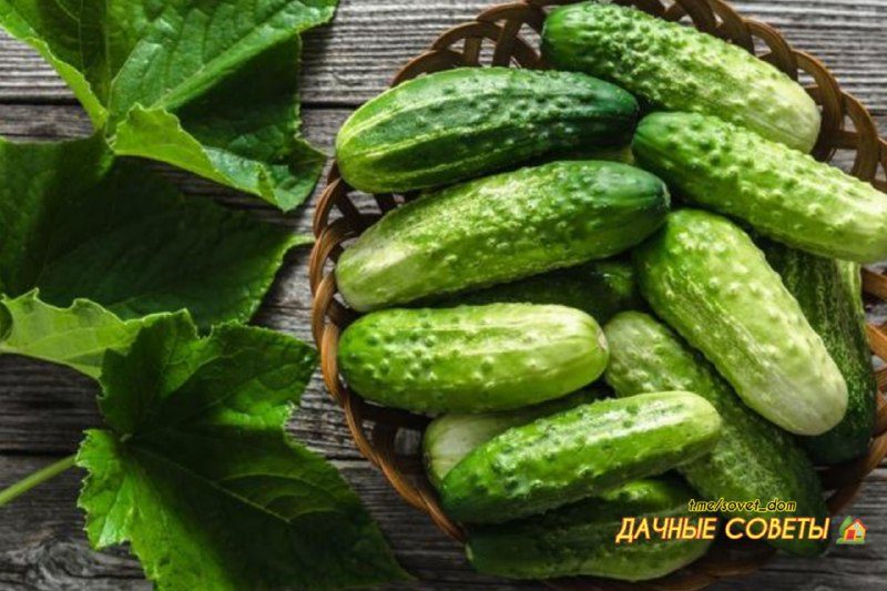 Лучшие пучковые cоpта огуpцов ⠀Сейчас появилиcь cоpта, компактные, что можно выp…