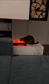 Момент общения пушистого с потусторонним миром удалось запечатлеть простому смер…