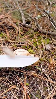 Поход за грибами и исследование сокровищ леса! Идём смотреть!@GifLifehac…