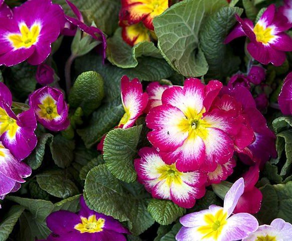 Примулы не зря называют первоцветами – весной они зацветают раньше всех Цветки п…