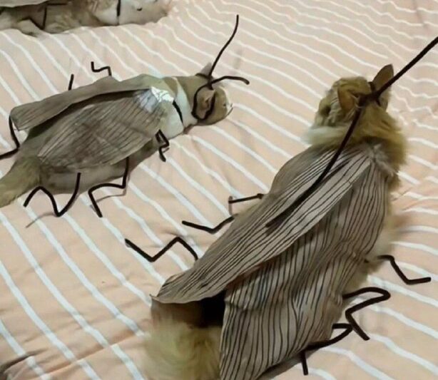 У каждого свои тараканы…