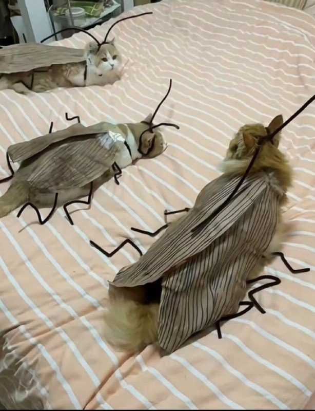 У каждого свои тараканы...