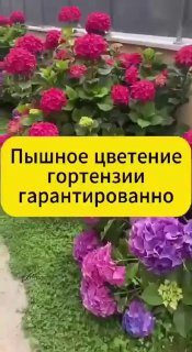 Весенняя подкормка гортензии доя пышного цветения. Не пропустите!Больше советов ...