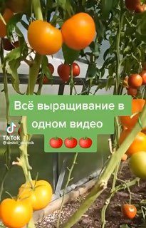 Все выращивание в одном видео! Дачные будни…