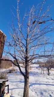 Как правильно снизить высоту дереваБольше советов тут - Моя дачаНе забудьте подп...