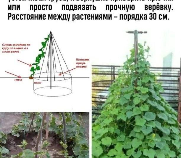 На заметку!Больше советов тут — Моя дачаНе забудьте подписаться …
