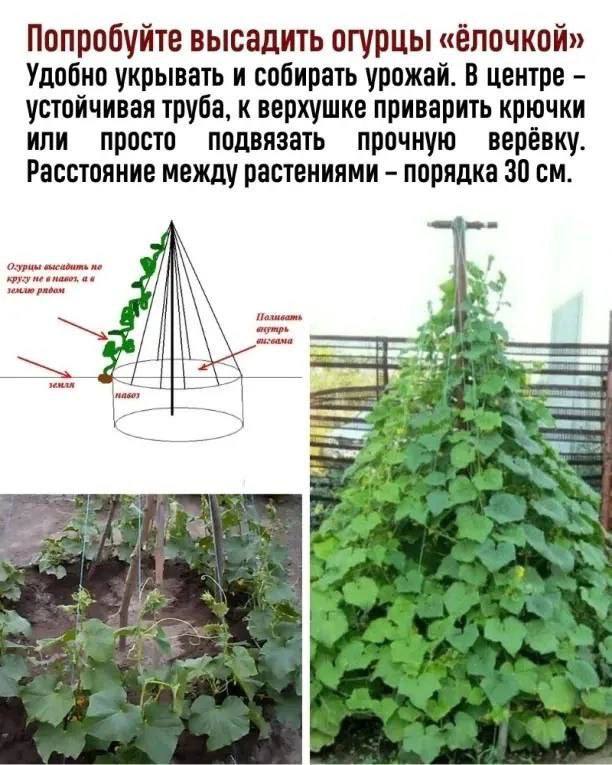 На заметку!Больше советов тут - Моя дачаНе забудьте подписаться ...