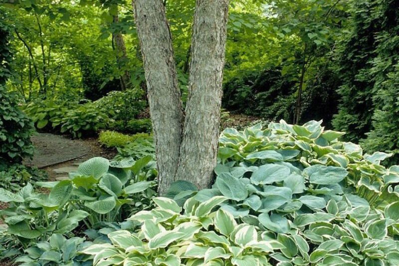 Растения для оформления приствольных круговОбдумывая дизайн сада, не стоит забыв…