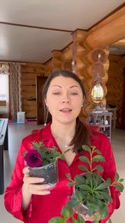 Стричь или не стричь петунью?⠀Я за формировку этого красивого цветка.⠀Если вы св…